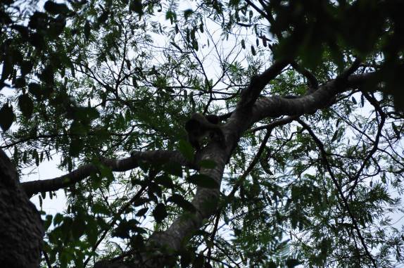 Do alto da árvore, de ponta cabeça, macaco nos observa durante passeio na floresta alagada, na Reserva do Mamirauá, região de Tefé, no Amazonas